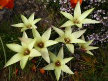 Tulipa clusiana 'Cynthia'