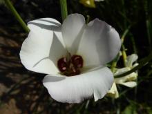 Calochortus catilinae. NARGS Sdx 2008