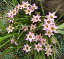 Tulipa aucheriana