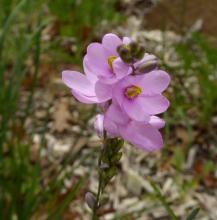 Ixia trifolia