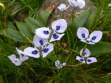 Moraea aristata