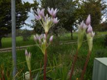 Allium drummondii