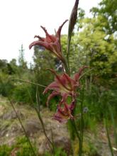 Gladiolus liliaceus