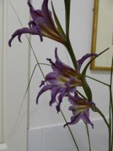 Gladiolus liliaceus at night