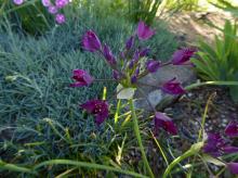 Allium peninsulare