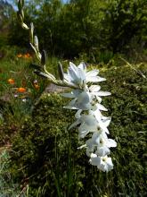 Ixia "Teal" seedling, white