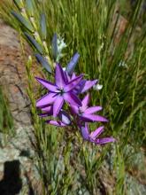 Ixia "Teal" seedling, purple-pink