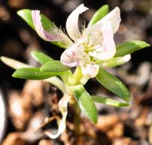 Close-up of D. alpinus seedling