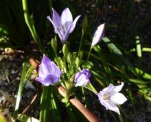 Triteleia cv or Brodiaea