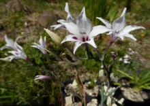 Gladiolus carneus