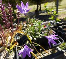 Triteleia bridgesii