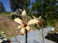 Gladiolus miniatus