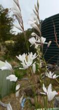 Gladiolus maybe wilsonii