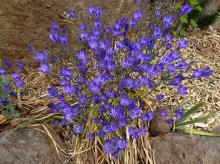 Triteleia 'Allure'