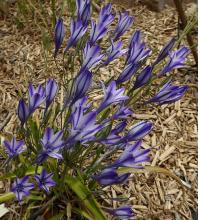 Triteleia 'Rudy Kleiner'