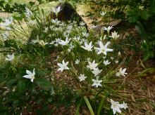 Triteleia 'Silver Queen'