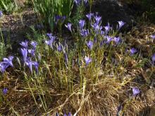 Triteleia laxa