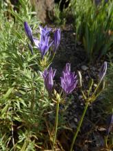 Triteleia laxa - 2 colors