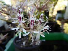 Pelargonium curviandrum