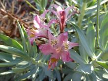 Alstroemeria hookeri