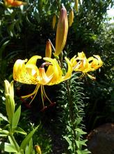 Lilium leichtlinii