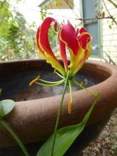 Gloriosa superba