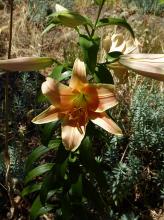 Lilium Gluhwein