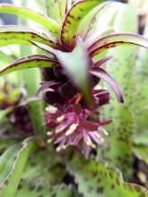 Eucomis vandermerwei