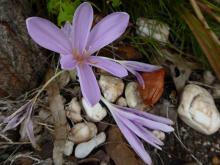 unknown colchicum