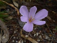 unknown colchicum