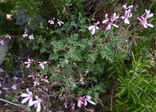 Pelargonium ionidiflorum