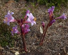 Lycoris sprengeri 