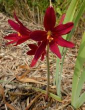 Rhodophiala bifida ox-blood-red