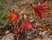 Rhodophiala bifida orange-red