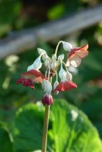 Primula florindae