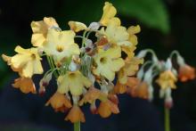 Primula florindae