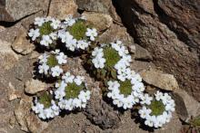 Viola sacculus