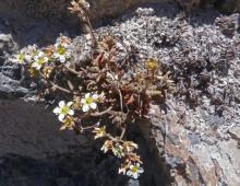 Saxifraga magellanica