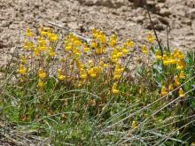 Calceolaria polyrhiza ?