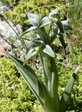 Chloraea magellanica