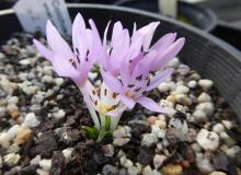 Colchicum cupanii