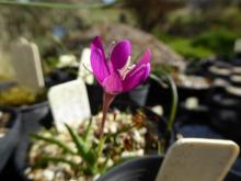 Hesperantha oligantha