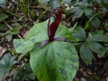 Trillium sessile?