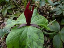 Trillium sessile?