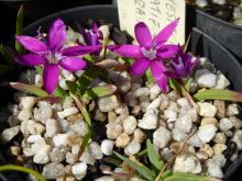 Hesperantha latifolia 