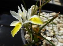 Moraea macronyx -marked falls