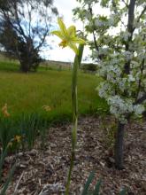 Moraea marlothii