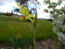 Moraea marlothii