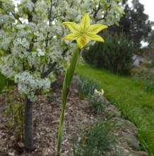 Moraea marlothii