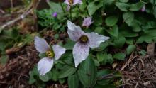 Pseudotrillium rivale